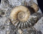 Asteroceras confusum SPATH 1925 - Bild © FossNet FossilienStore
